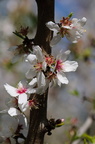 almond blossoms in bloom
